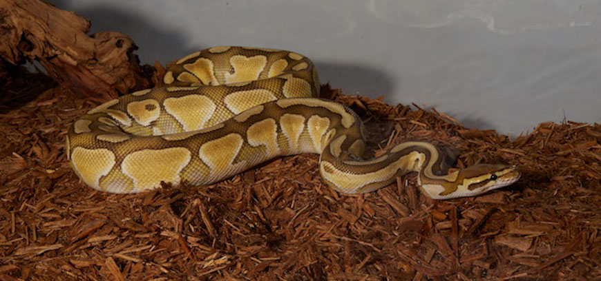 Ball Python Care Sheet - A Beginner Guide