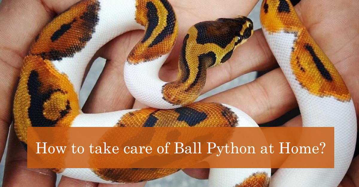 ball python care sheet