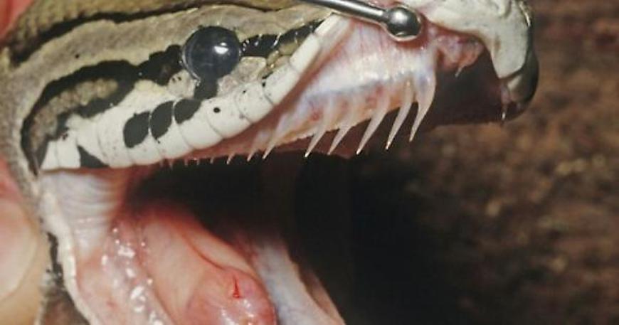 Ball Python teeth and fangs