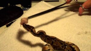 How to feed Ball Python? 