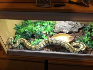 How to setup ball python enclosure?