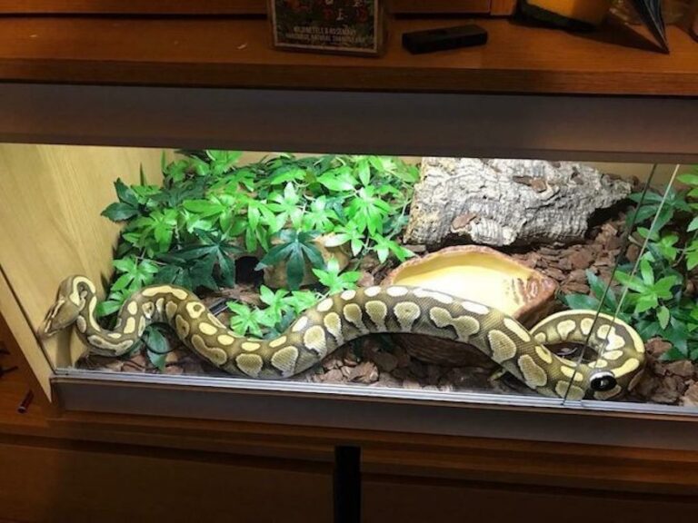 How to set up the Ball Python Enclosure Tank? Pets & Animals