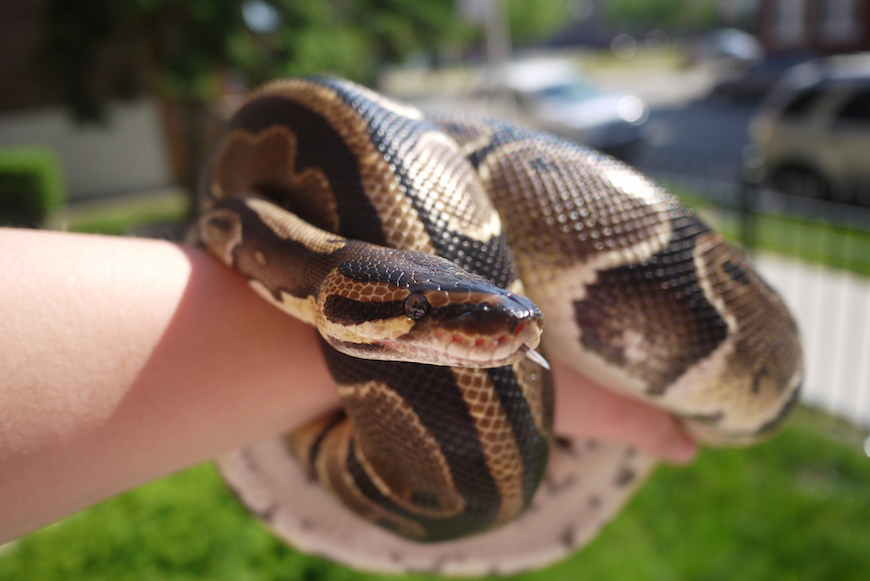 what-are-the-dangers-of-keeping-ball-python-as-a-pet-pets-animals