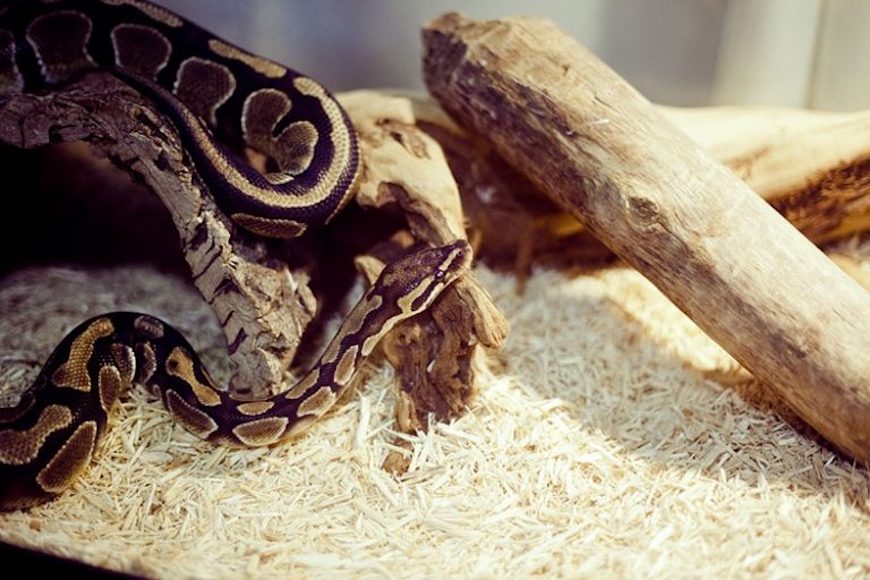 ball python substrate bedding