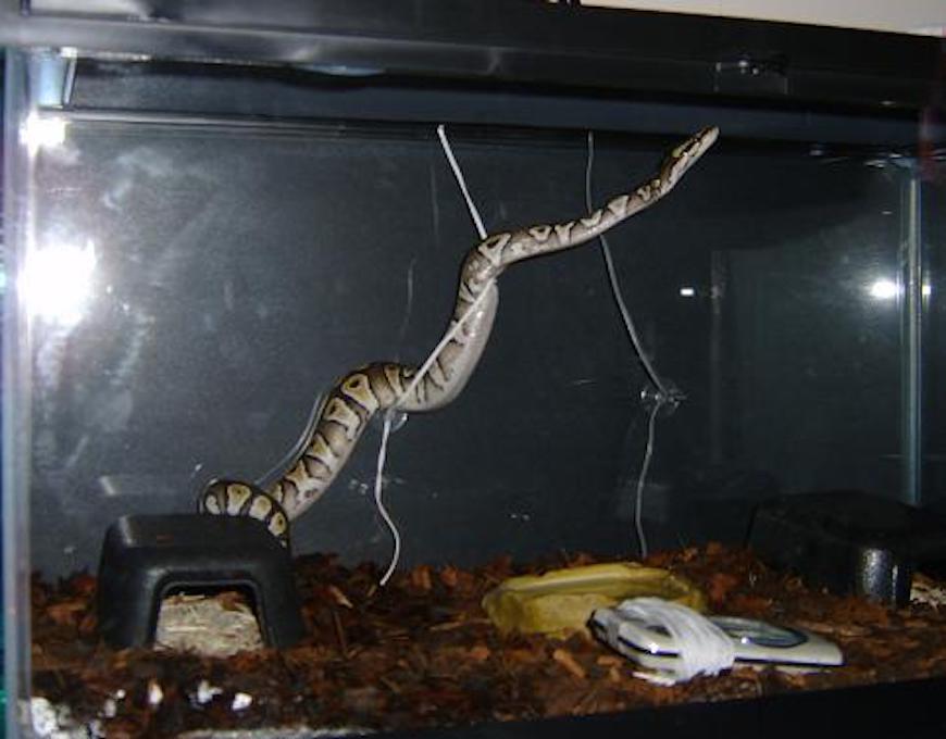 Do ball python love to climb?