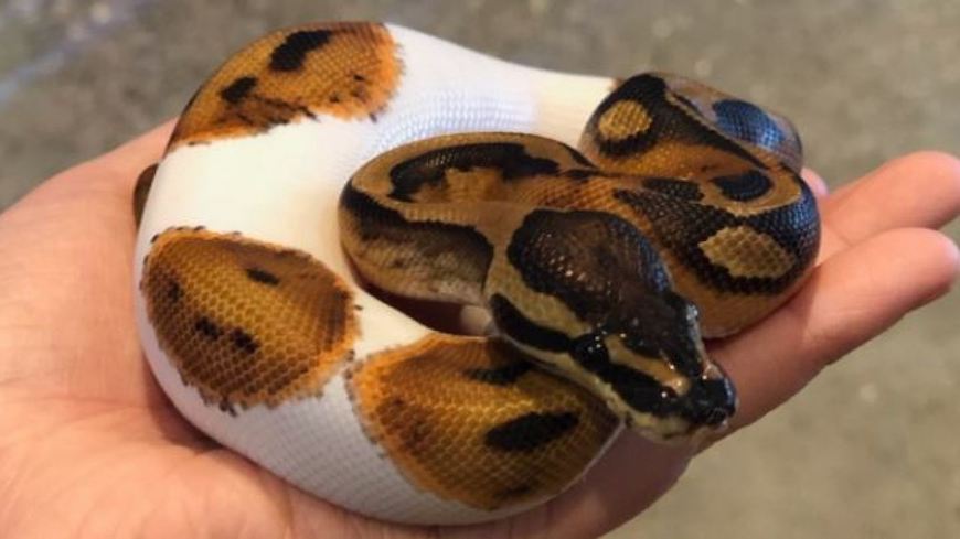 Ball Python training & exercises