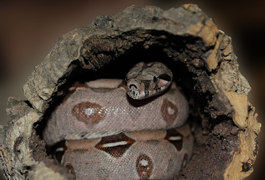 ball python hide box