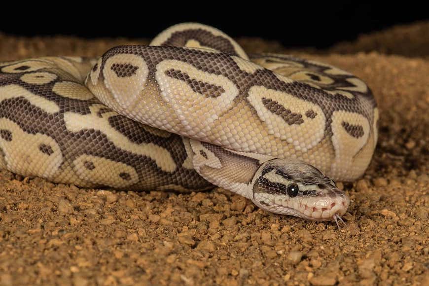 How to find whether ball python is stressed or not