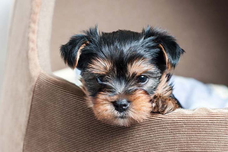 How to Take Care of a Yorkshire Terrier puppy after birth?