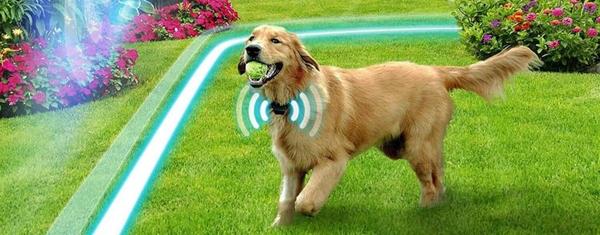 wireless dog fence