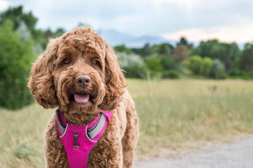 Tips for Traveling with Goldendoodles