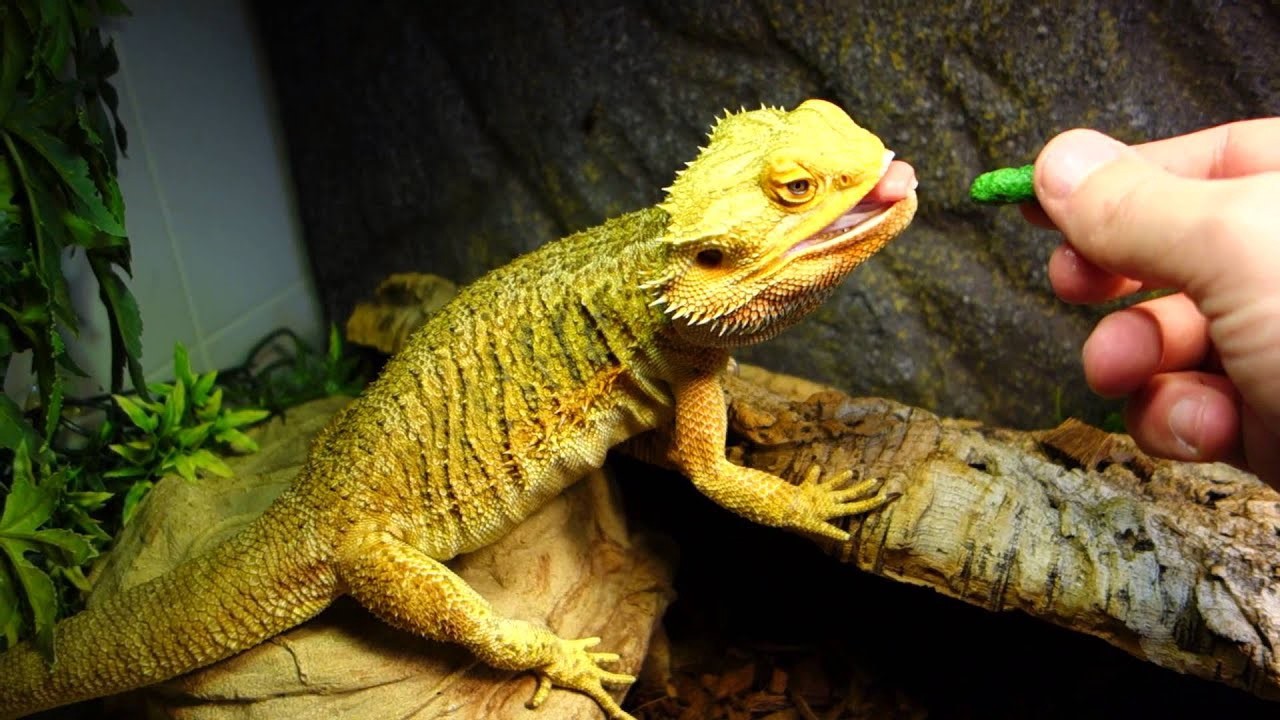 Food to avoid for bearded dragon to keep your pet healthy