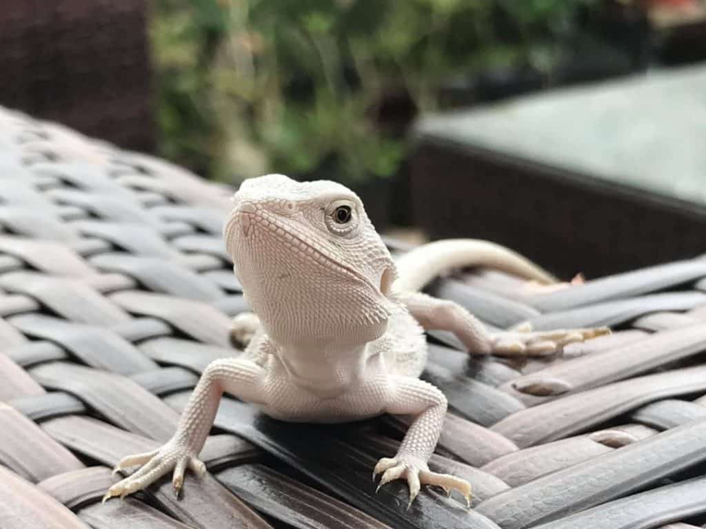 How to train a Baby Bearded Dragon in 2022?