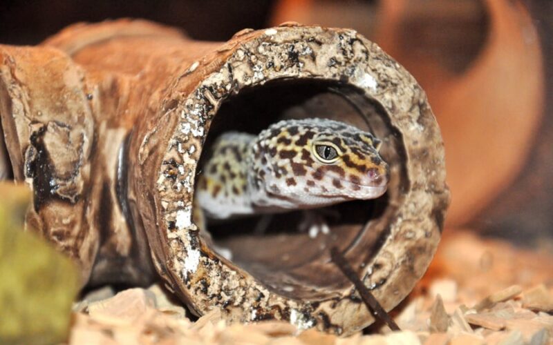 How To Handle A Stressful Leopard Gecko Pet In 2022?