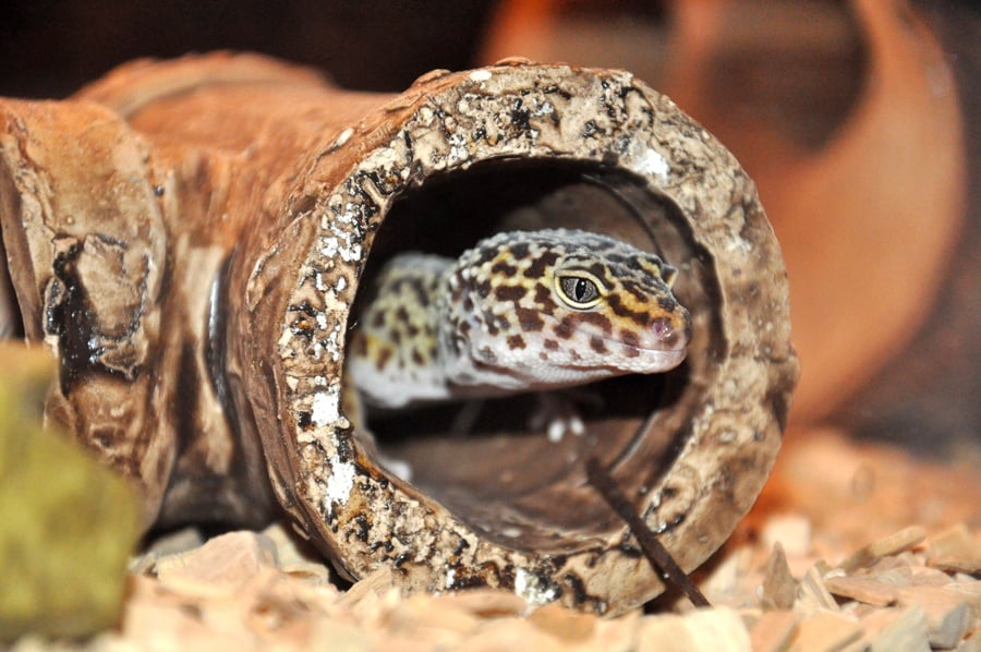 How To Handle A Stressful Leopard Gecko Pet In 2022?