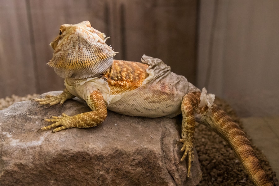 Best bearded dragon Shedding aid & care- Top choices in 2022