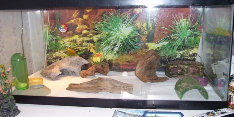 Leopard Gecko Tank Size, Types & Decor- How To Choose Leopard Gecko Tank