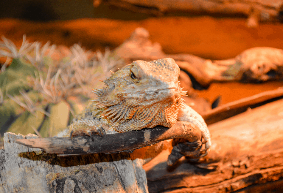 How to know in advance If your bearded dragon is ill and about to die?