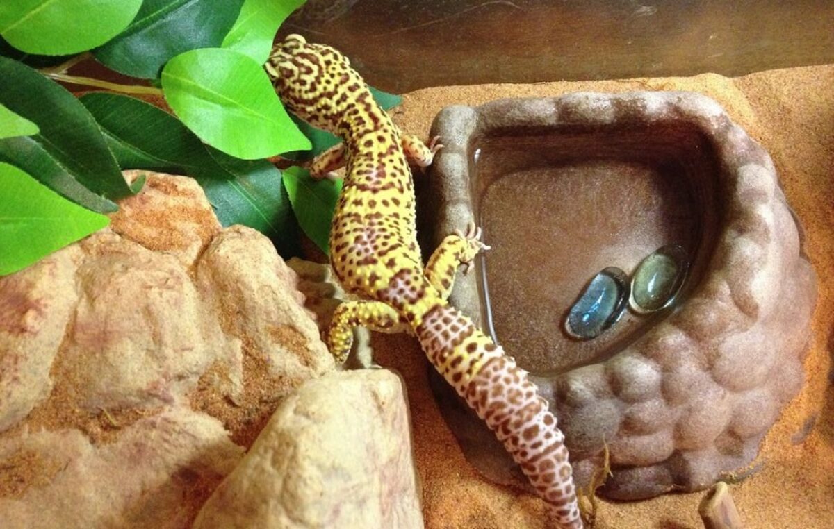 1/2Pcs Shallow Reptile Food Water Dish Corner Bowl for Lizard Gecko Turtle 