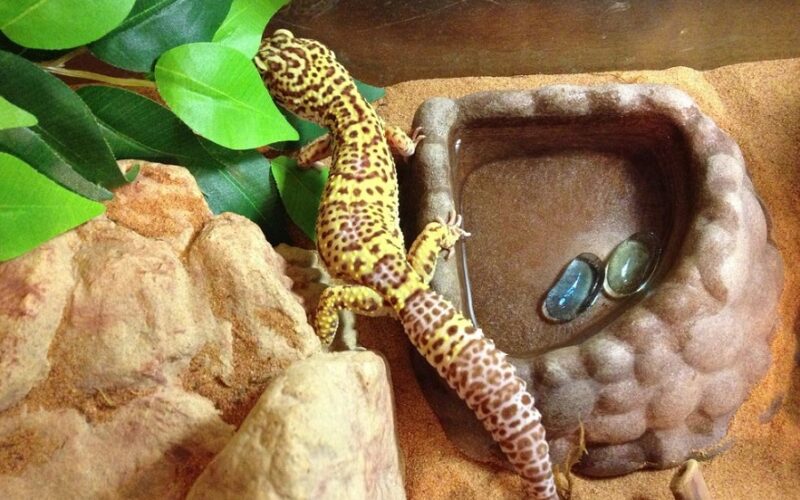 Leopard Gecko Water Dish Bowl