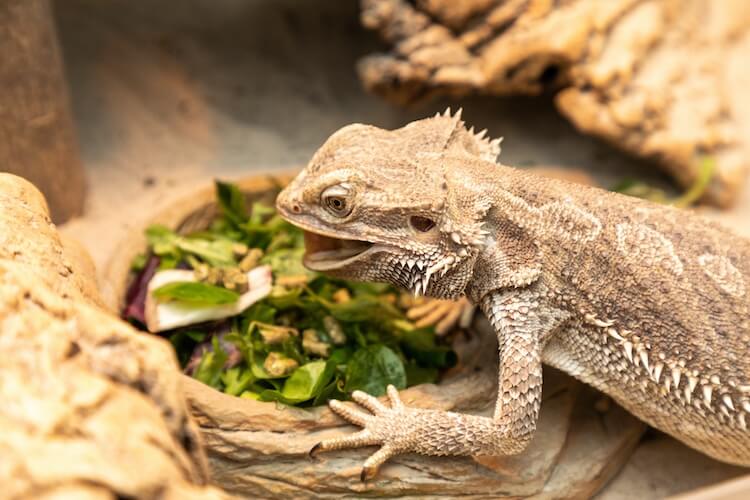 How to feed to bearded dragon- Food feeding Guide in 2022