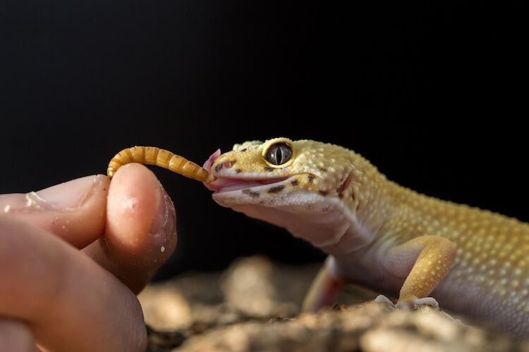 Food To Avoid For Leopard Gecko To Keep Your Pet Healthy