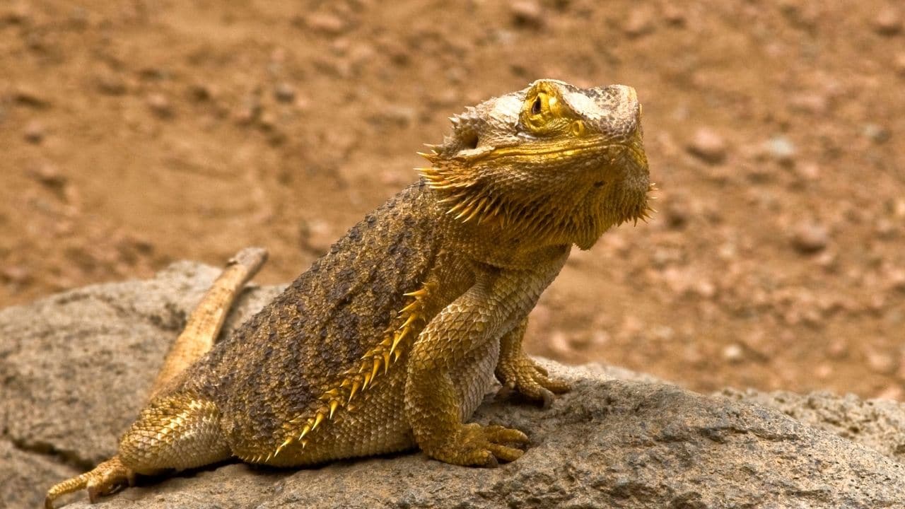 Bearded dragon Shedding Tips- How Often bearded dragon sheds?