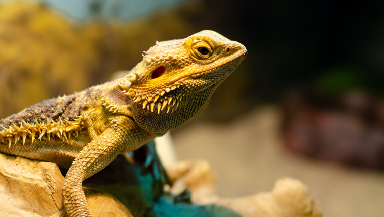 Bearded dragon care sheet – A Beginner Guide