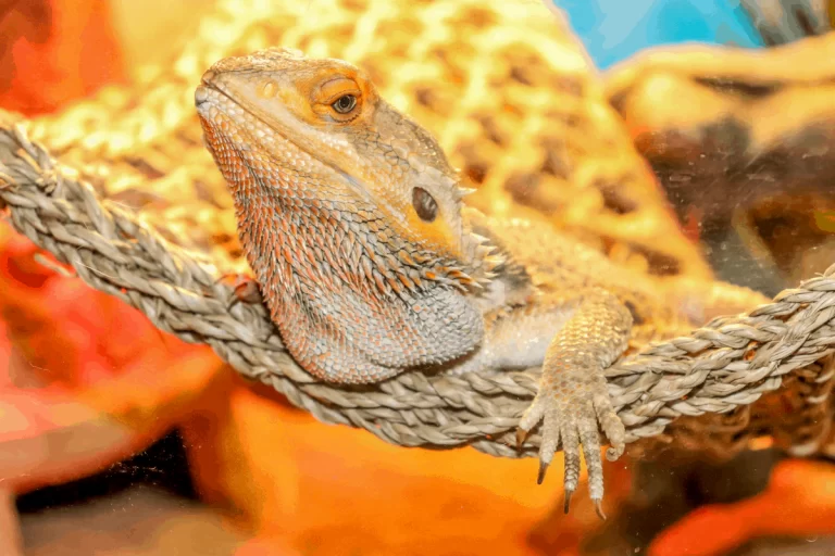 Best bearded dragons heating pads & mats- Top choices in 2022