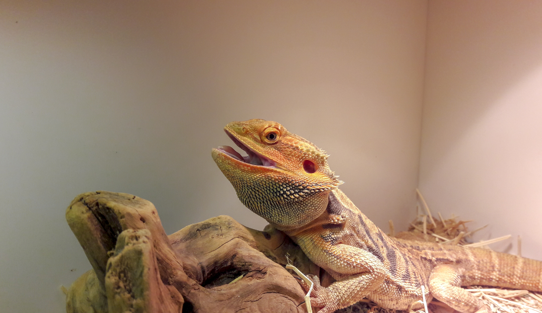 How to handle bearded dragon during shedding skin in 2022?