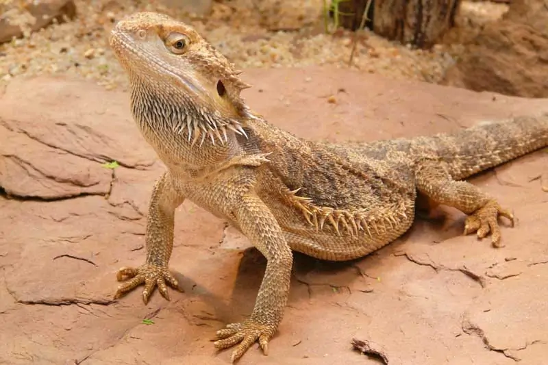 Mistake to avoid if planning to own bearded dragon as pet