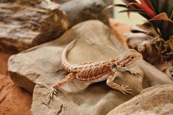 Baby bearded dragon Tank size, Substrate, heating, lights, food water dish, hides in 2022