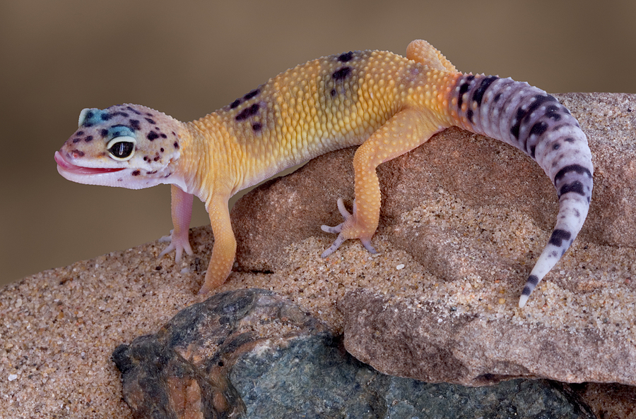 Things To Know Before Getting A Leopard Gecko