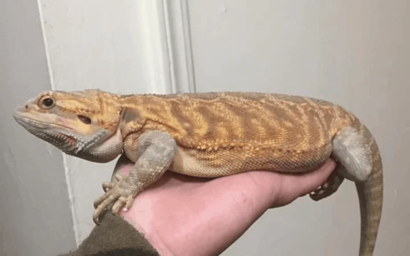 How big size an adult bearded dragon gets?