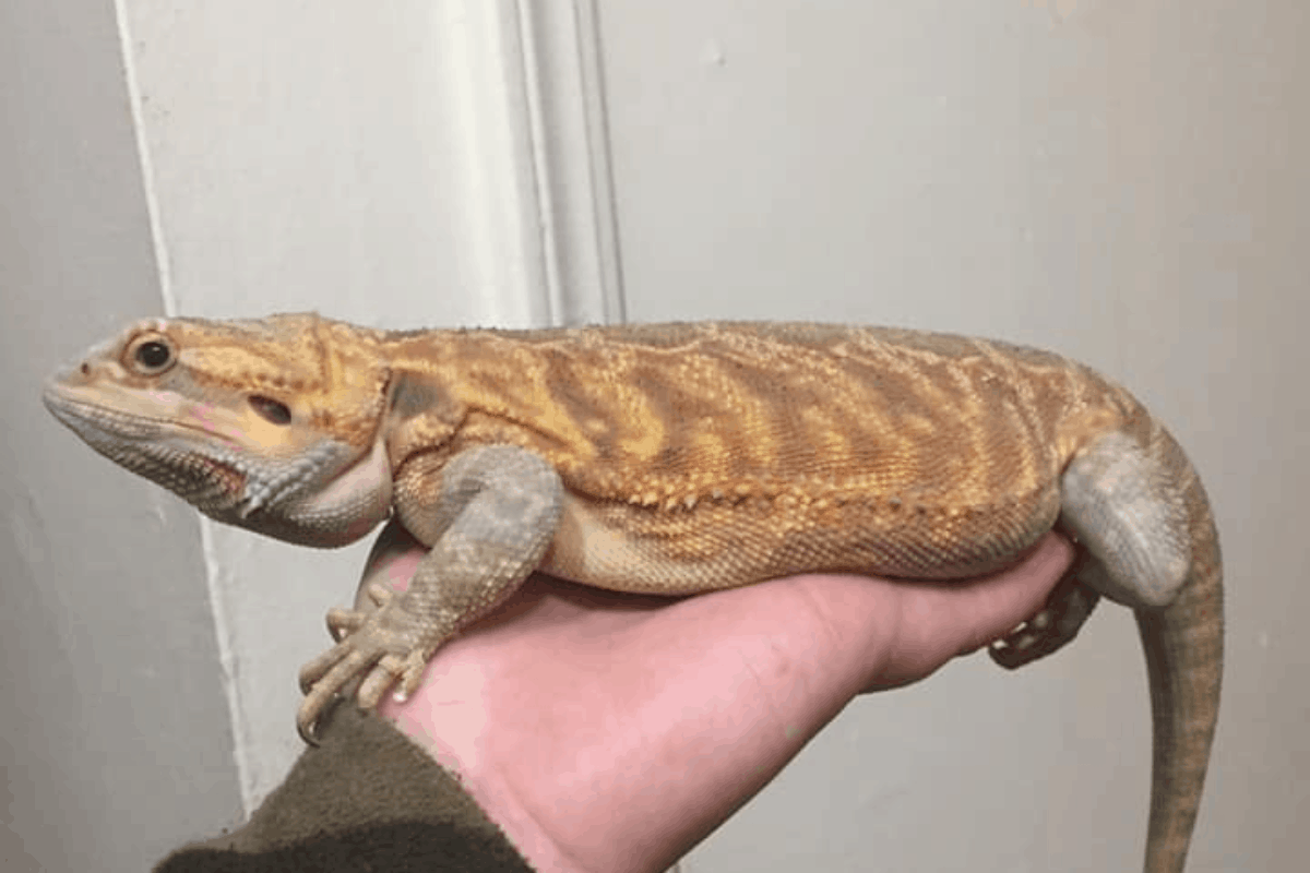 How big size an adult bearded dragon gets?