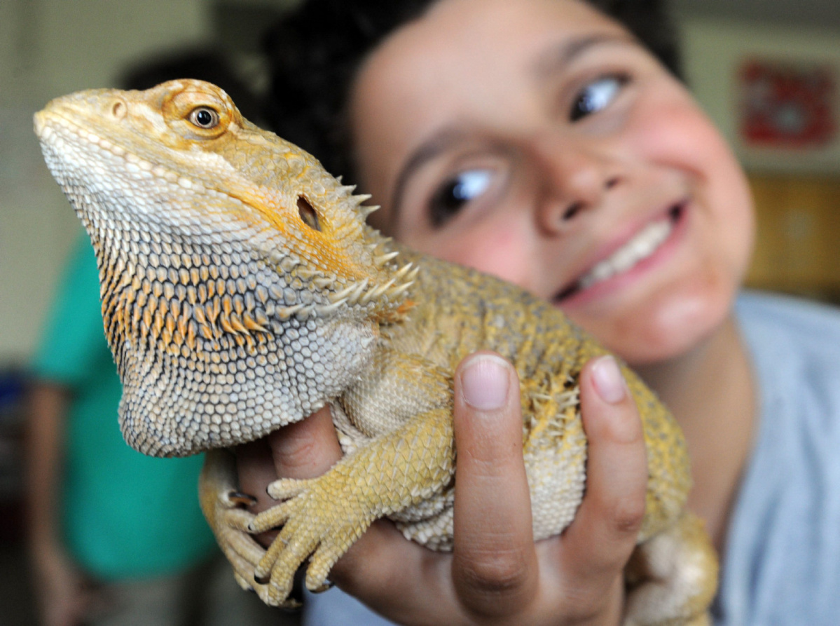 Can you keep bearded dragon with kids?