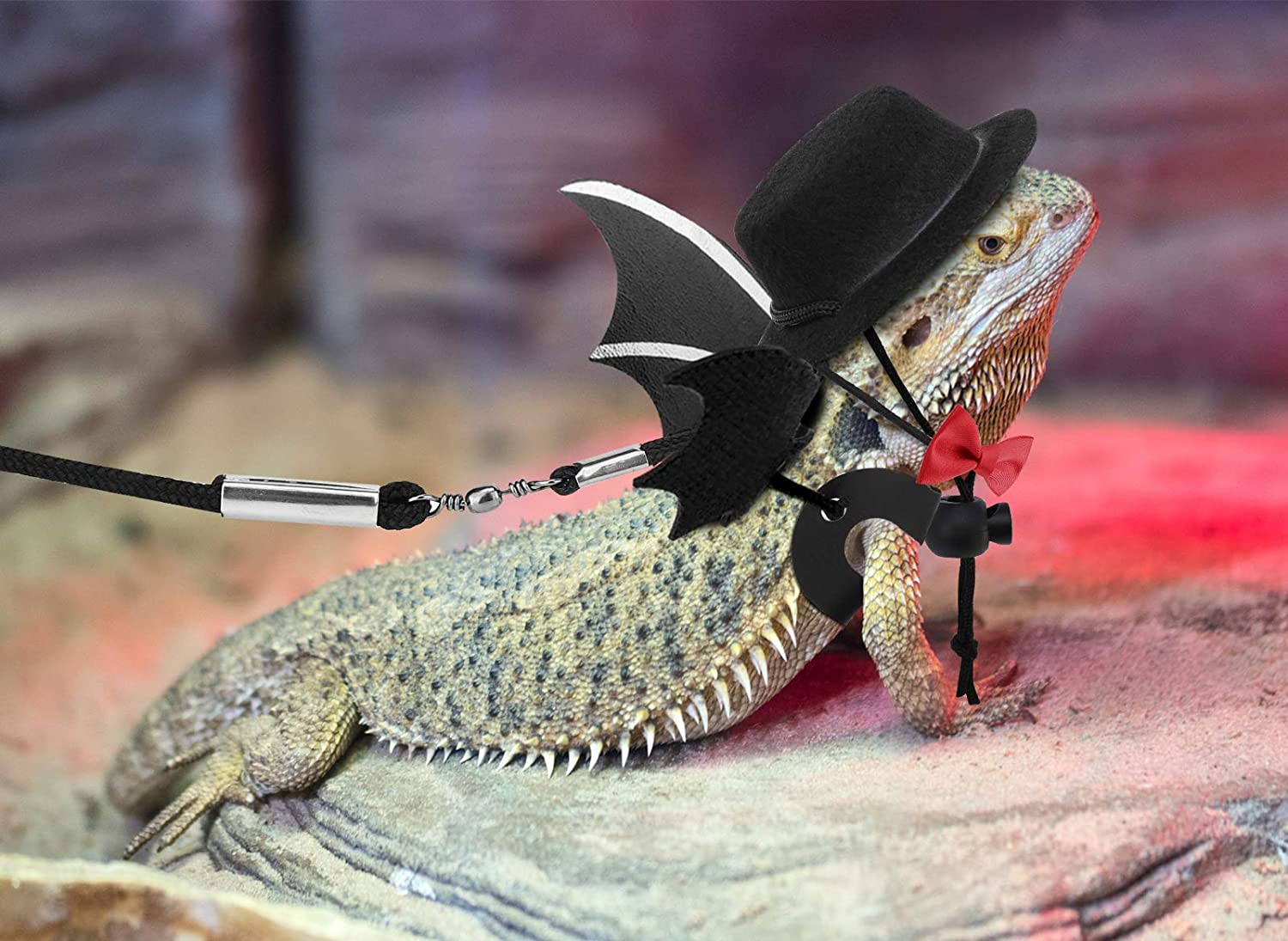 What are best accessories for bearded dragon?