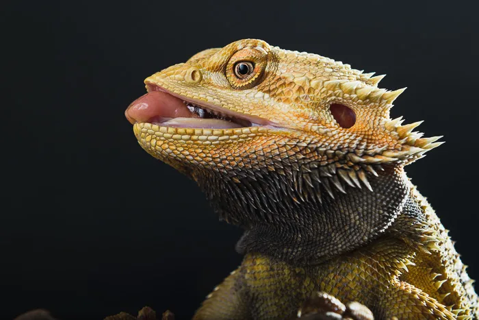 Must to have 7 things to know for bearded dragon 20-50 gallon tank size