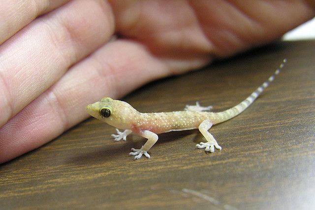 Baby Leopard Gecko Tank Size, Substrate, Heating, Lights, Food Water Dish, Hides In 2022