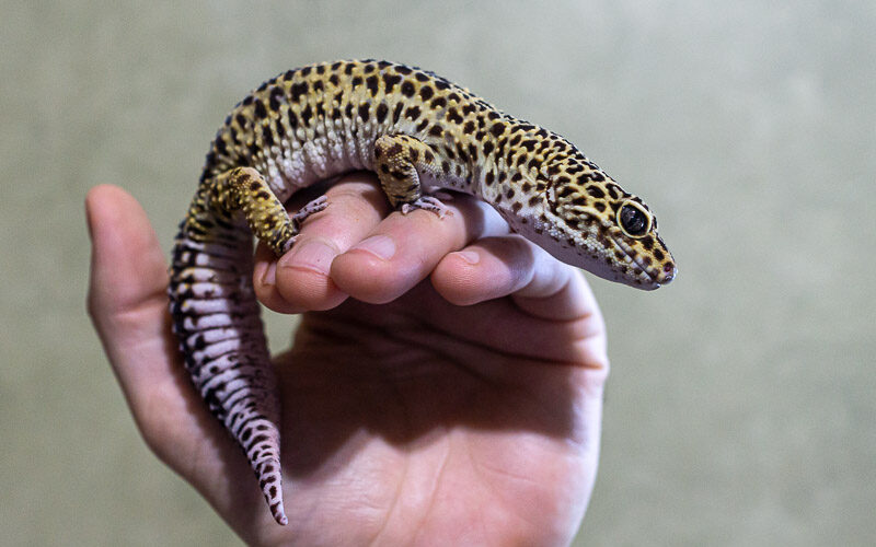 How To Train A Baby Leopard Geck