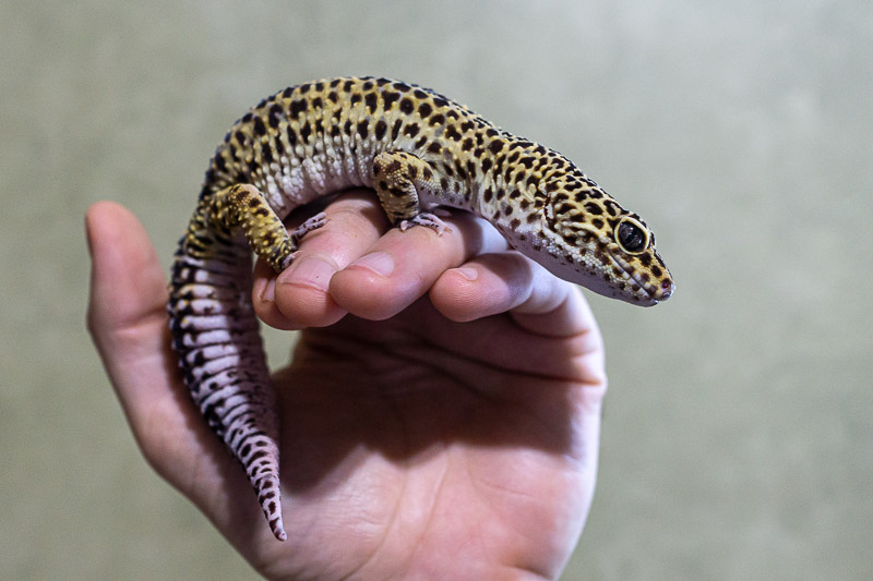 How To Train A Baby Leopard Geck