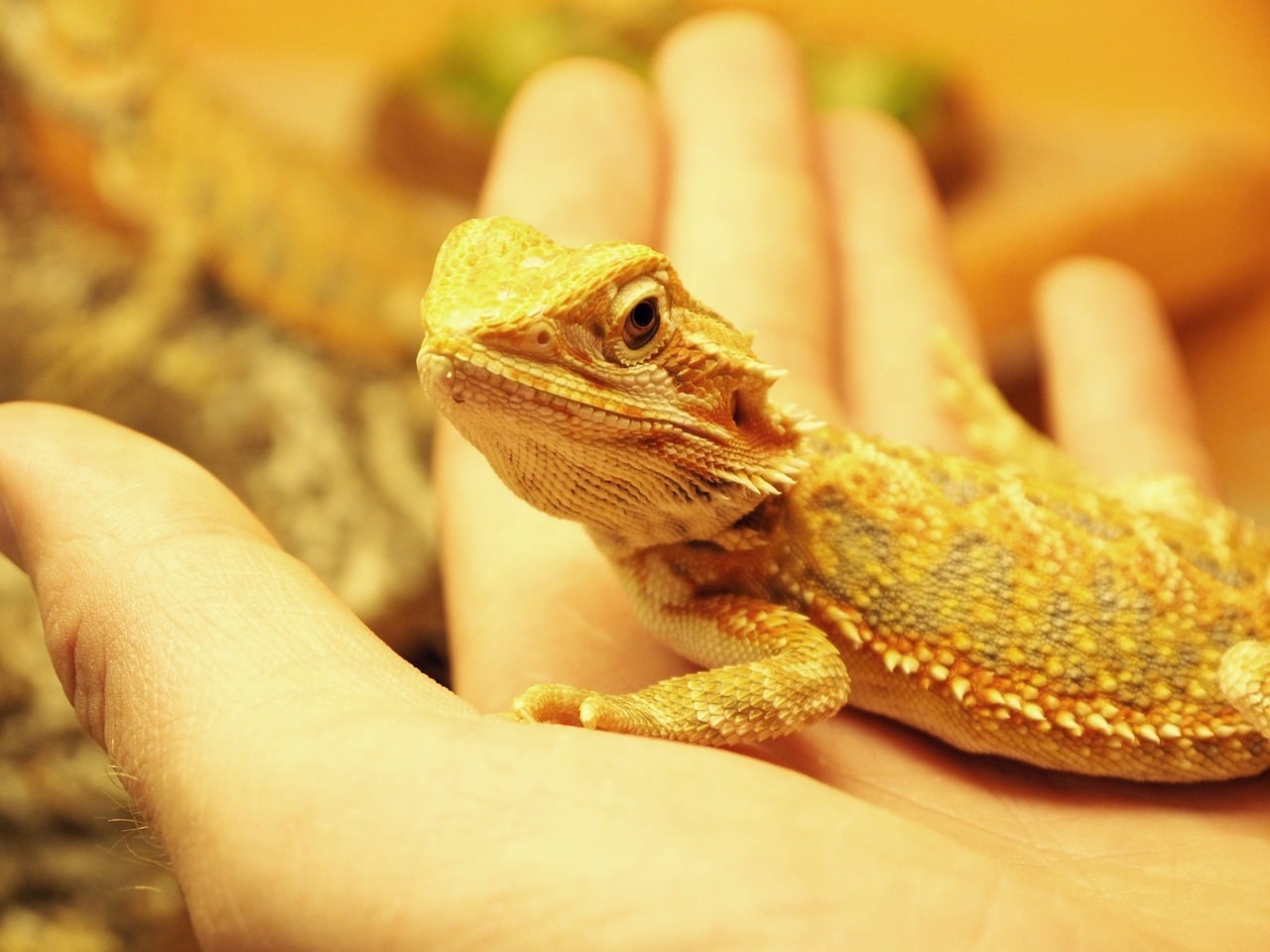 How to handle a stress bearded dragon pet in 2022?