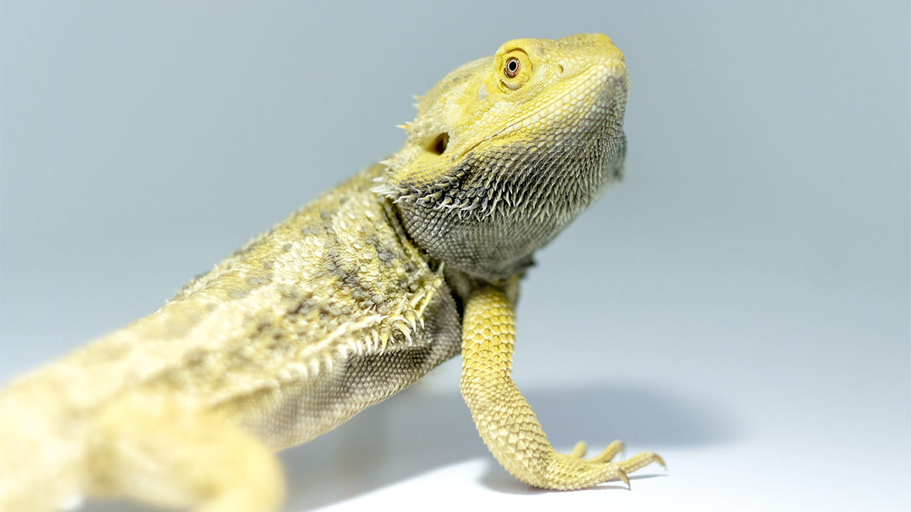 Bearded dragon Frequently Asked Questions- FAQ Guide