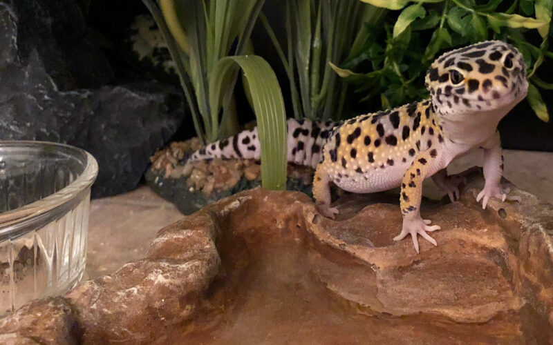 How to setup Leopard Gecko Tank with accessories in 2022?