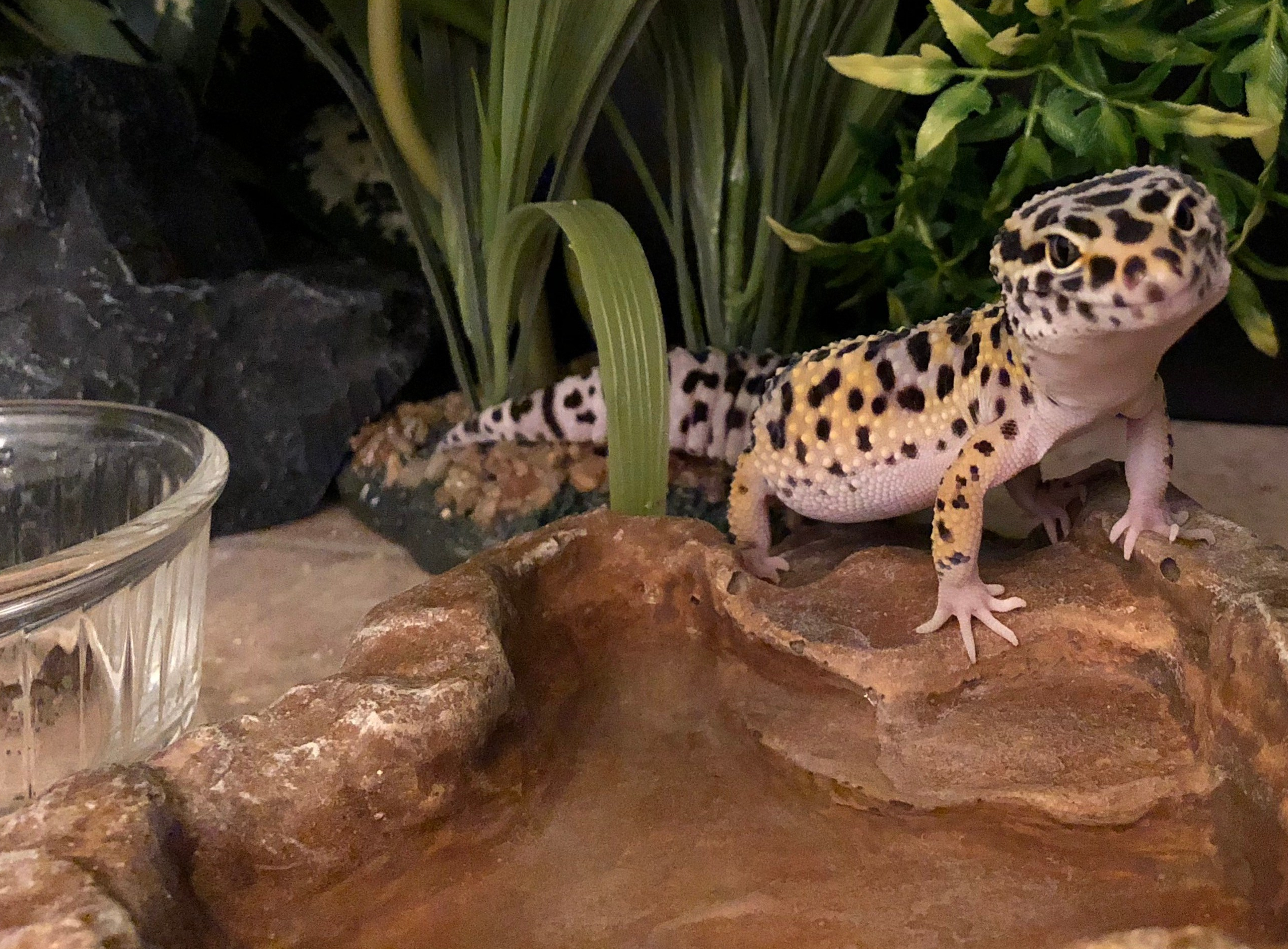 How to setup Leopard Gecko Tank with accessories in 2022?