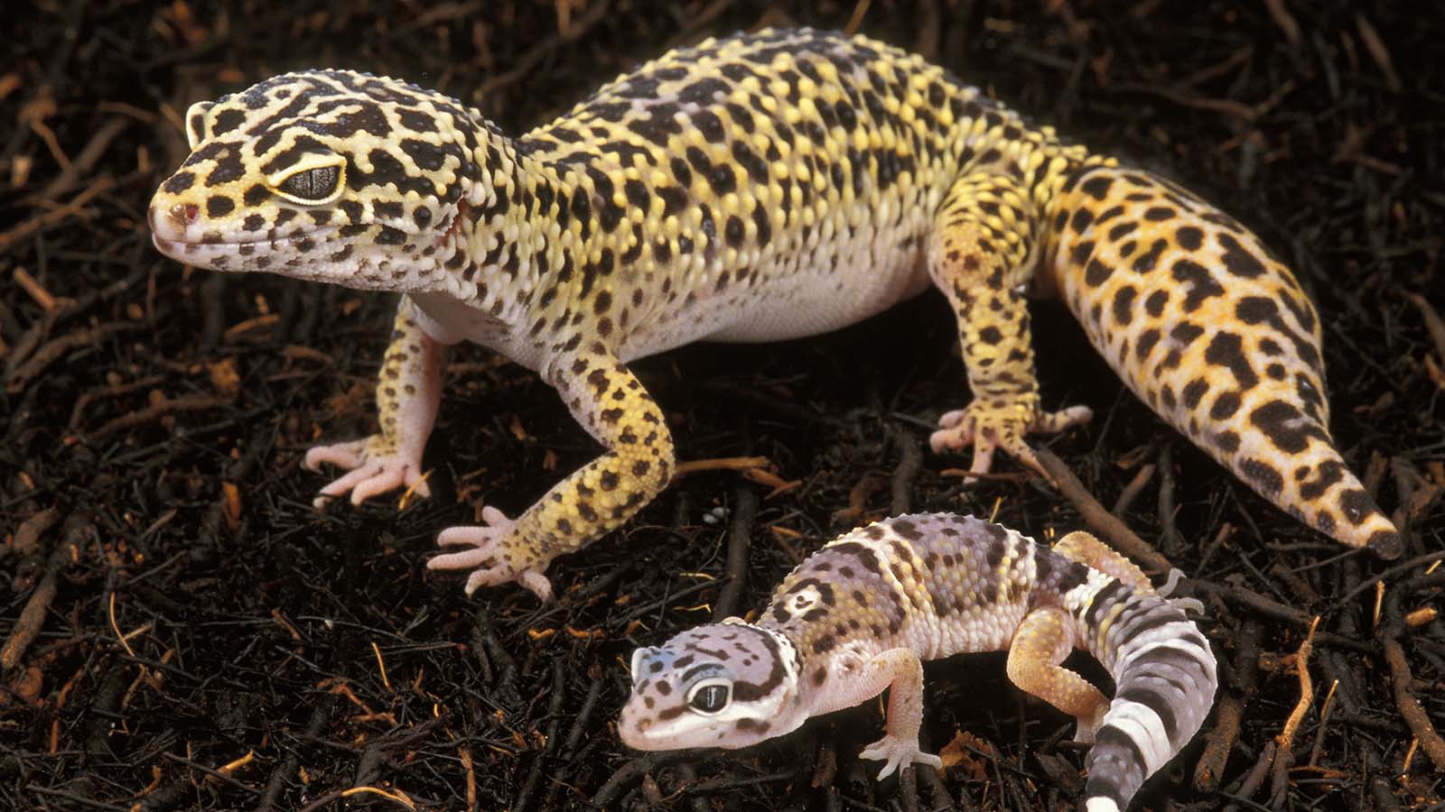 Leopard Gecko Length Size