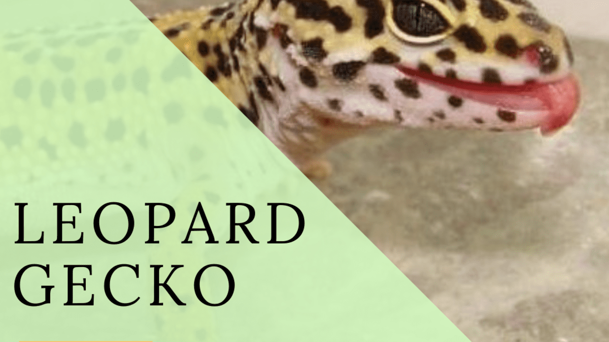 Leopard Gecko Frequently Asked Questions- FAQ Guide