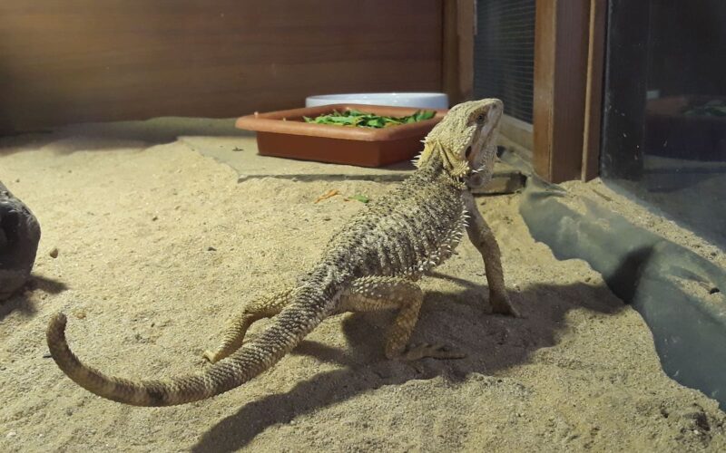 How to setup Bearded Dragon tank with accessories in 2022?