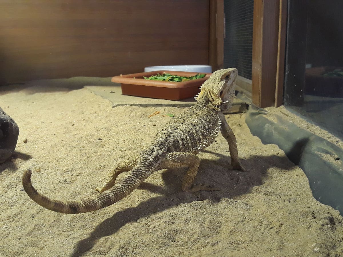 How to setup Bearded Dragon tank with accessories in 2022?