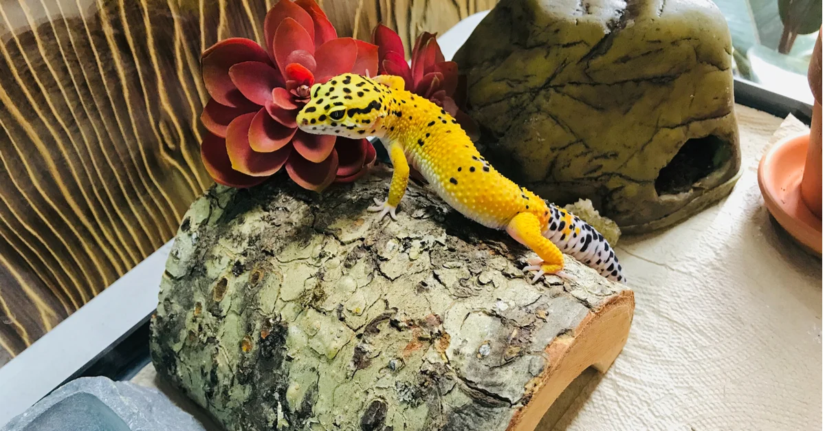 How to setup leopard gecko habitat in 15 minutes